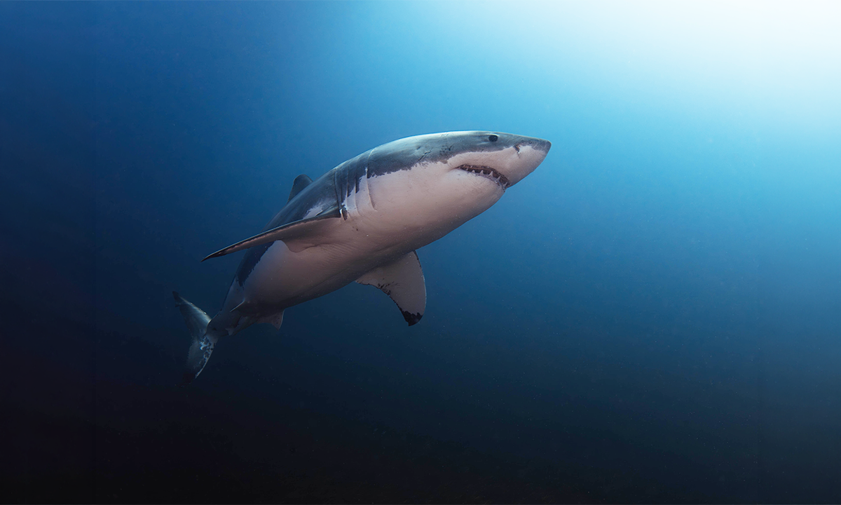 Article Sidebar Image