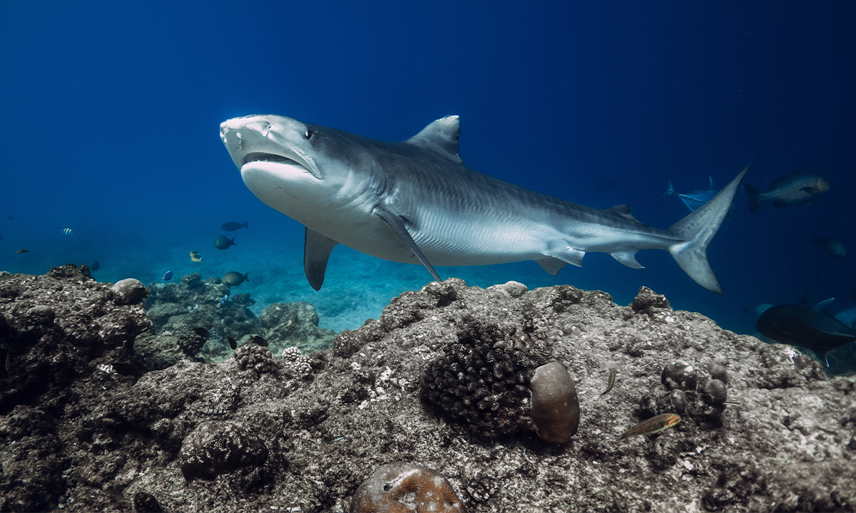 Article Sidebar Image