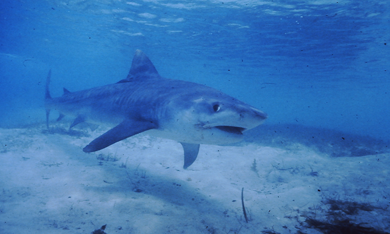 I n the 1970s, when a young filmmaker named Steven Spielberg was researching a new movie based on a novel about sharks, he returned to his alma mater,