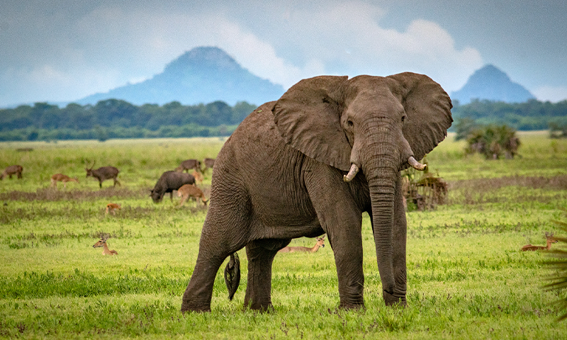 to Gorongosa National Park Nautilus