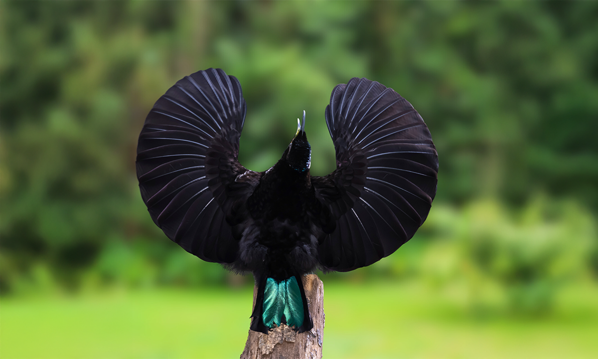How This Colorful Bird Inspired the Darkest Fabric
