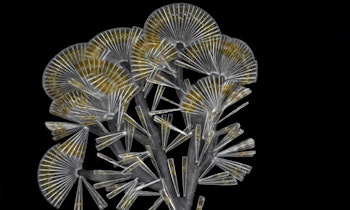 The Little Miracles in the Invisible World of Plankton