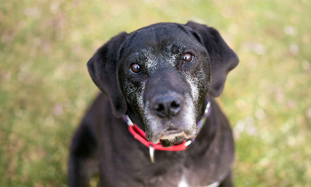 Article Sidebar Image