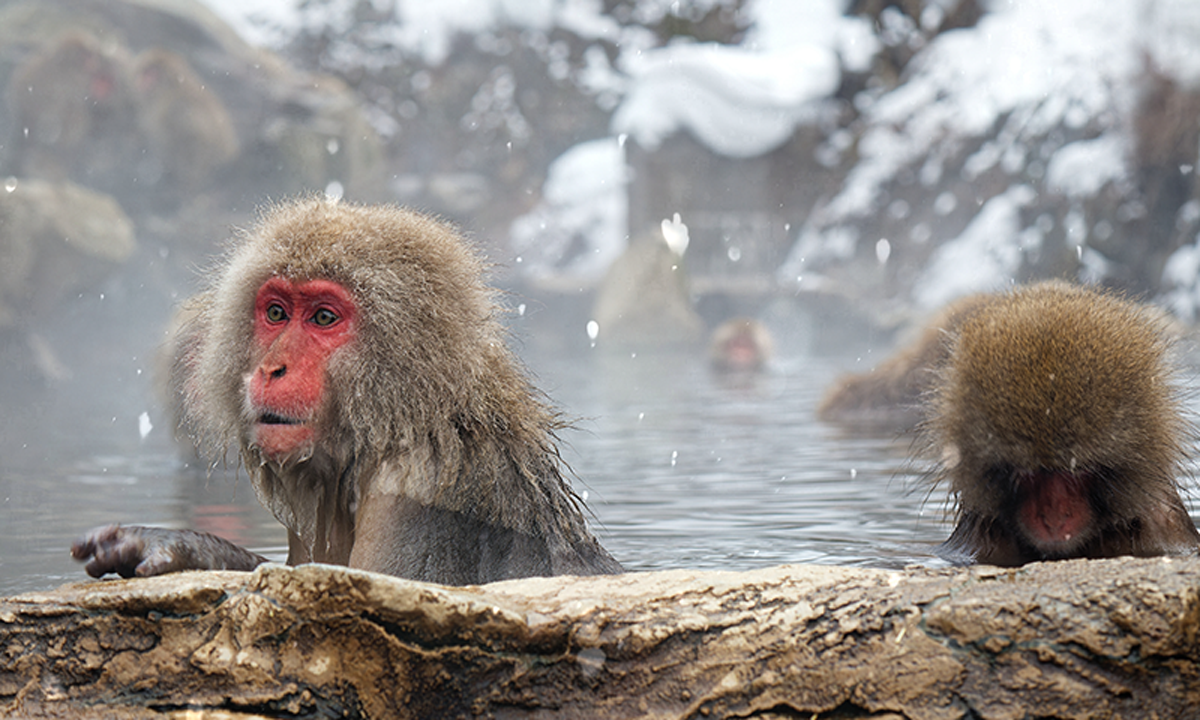 A photo of snow monkeys hanging out in a hot spring.