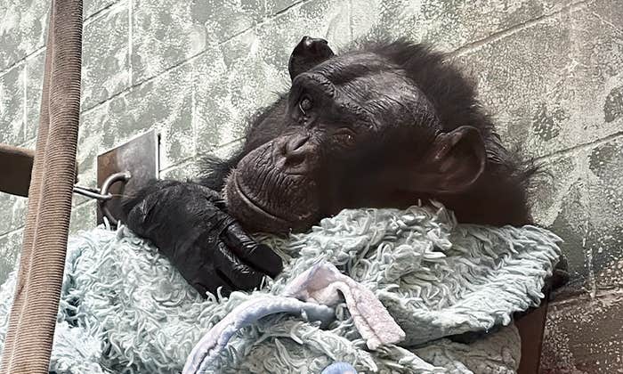 A photo of Susie the chimp, cuddling with a blanket.
