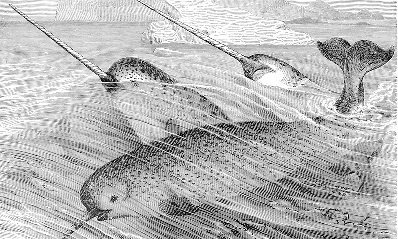 An illustration of a group of narwhals swimming together.