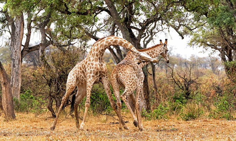 The Giraffe Neck Evolved for Sexual Battle – Nautilus