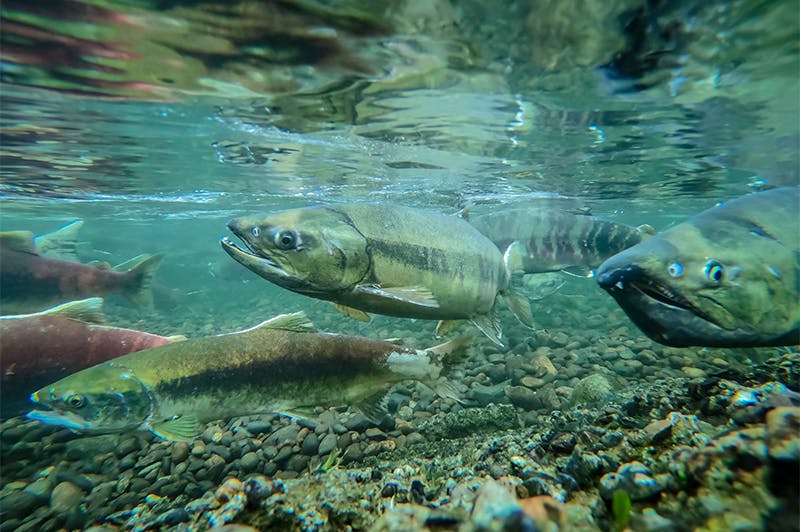 What is a Fish? /ExploringOurFluidEarth