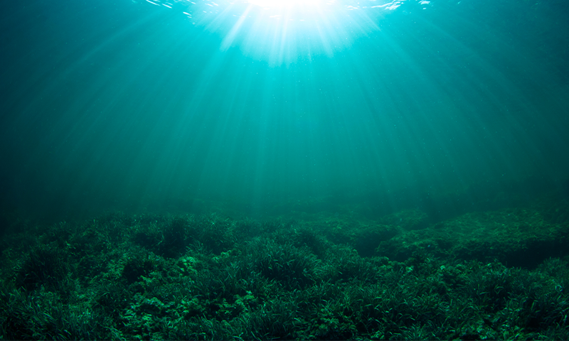 Could the Sun's Orbit Shape Evolution?