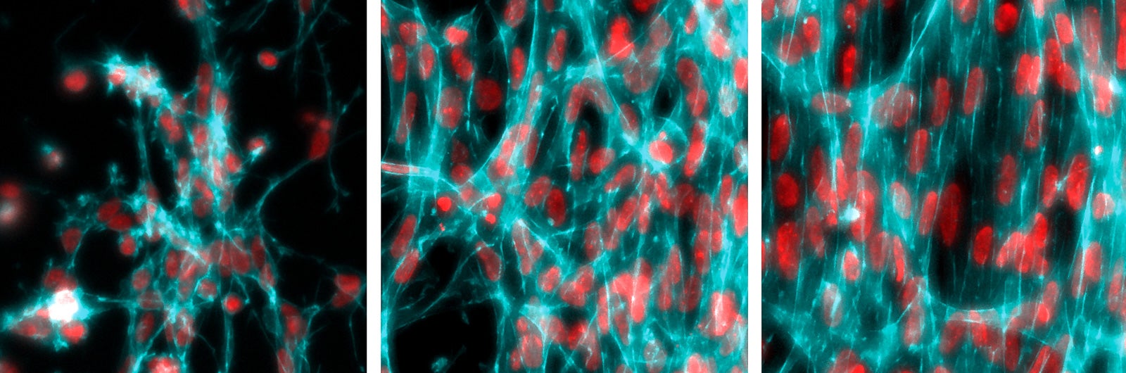 self-organizing-cells-abstractions.jpg?auto=compress&fm=pjpg