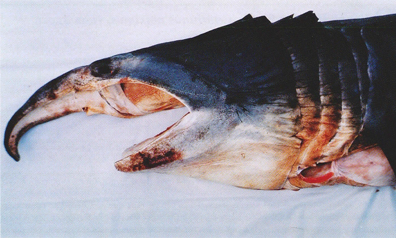 A photo of a young basking shark with a very large nose.