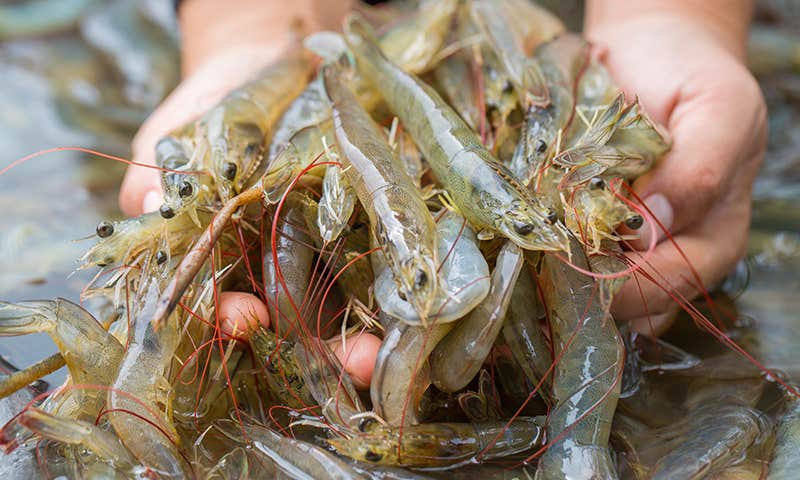 cheap-prawns cheap-prawns