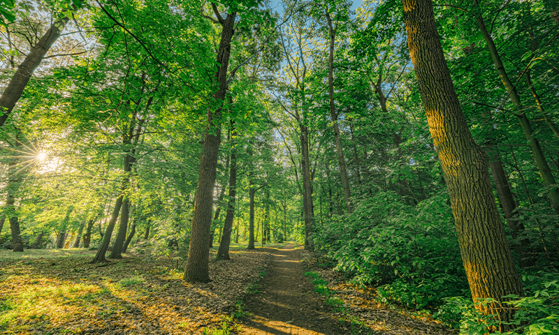 A Walk in the Woods Really Can Heal You