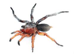 A photograph of an intersex spider from a new species from Thailand recently identified and described by researchers