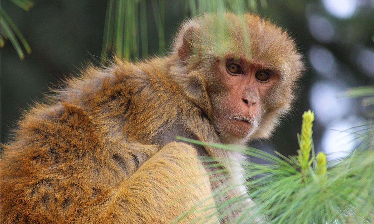 Top Roman Military Officers Loved Their Pet Monkeys