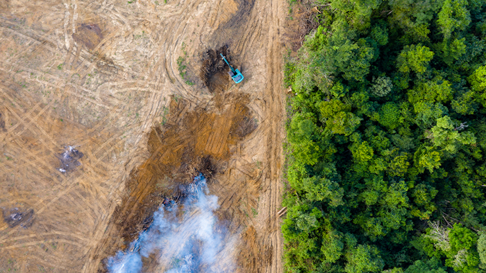 砍伐亚马逊森林正在根除保护亚马逊的古老习俗