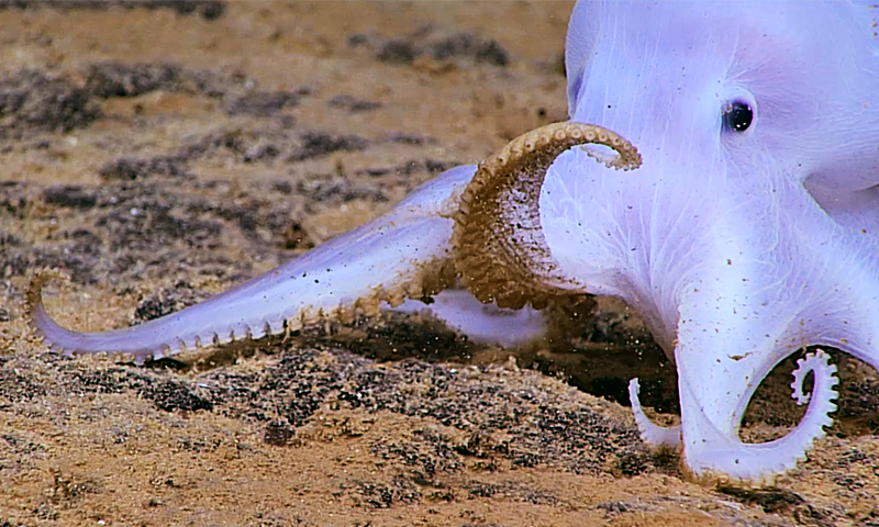 The Challenge of Deep-Sea Taxonomy - Nautilus