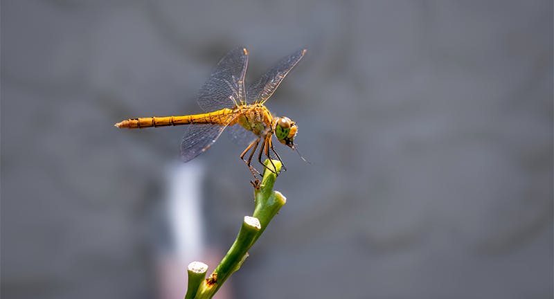 Dragon Fly – Time On The Lake